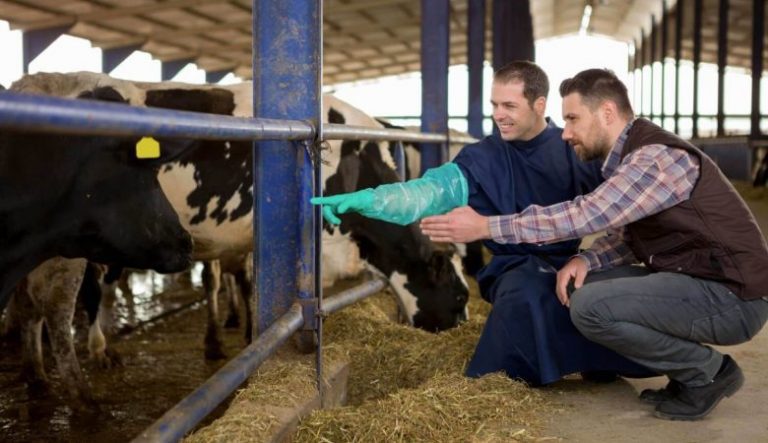 Inseminação Artificial em Bovinos